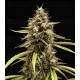 Orion F1 - Royal Queen Seeds