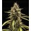 Orion F1 - Royal Queen Seeds