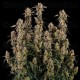 Orion F1 - Royal Queen Seeds
