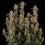 Orion F1 - Royal Queen Seeds
