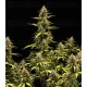 Cosmos F1 CBD Royal Queen Seeds