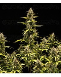 Cosmos F1 CBD Royal Queen Seeds