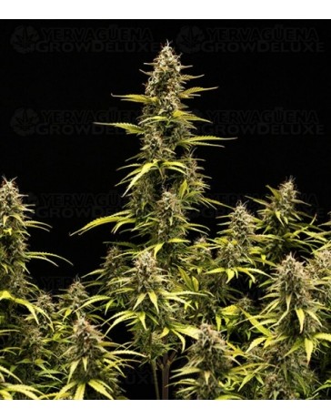 Cosmos F1 CBD Royal Queen Seeds