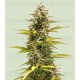 Cosmos F1 CBD Royal Queen Seeds