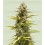 Cosmos F1 CBD Royal Queen Seeds