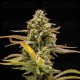 Hyperion F1 - Royal Queen Seeds