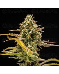 Hyperion F1 - Royal Queen Seeds