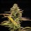 Hyperion F1 - Royal Queen Seeds