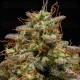 Hyperion F1 - Royal Queen Seeds