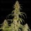 Hyperion F1 - Royal Queen Seeds