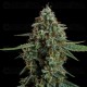 Apollo F1 - Royal Queen Seeds