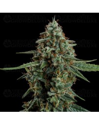Apollo F1 - Royal Queen Seeds