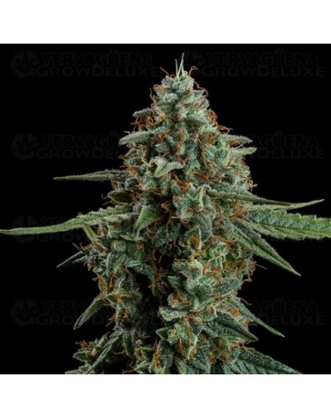 Apollo F1 - Royal Queen Seeds