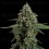 Apollo F1 - Royal Queen Seeds