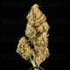 Apollo F1 - Royal Queen Seeds