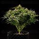 Apollo F1 - Royal Queen Seeds
