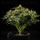 Apollo F1 - Royal Queen Seeds