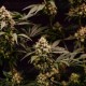 Cosmic Cheddar F1 - Royal Queen Seeds