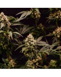 Cosmic Cheddar F1 - Royal Queen Seeds