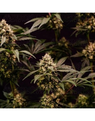 Cosmic Cheddar F1 - Royal Queen Seeds