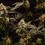 Cosmic Cheddar F1 - Royal Queen Seeds