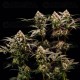 Cosmic Cheddar F1 - Royal Queen Seeds