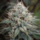 Astro Lemonade F1 - Royal Queen Seeds
