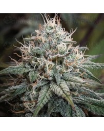 Astro Lemonade F1 - Royal Queen Seeds
