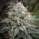 Astro Lemonade F1 - Royal Queen Seeds