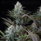 Astro Lemonade F1 - Royal Queen Seeds