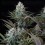 Astro Lemonade F1 - Royal Queen Seeds