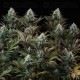 Astro Lemonade F1 - Royal Queen Seeds