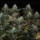Astro Lemonade F1 - Royal Queen Seeds
