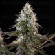 Orbital Banana F1 - Royal Queen Seeds