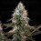 Orbital Banana F1 - Royal Queen Seeds
