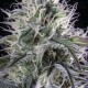 Orbital Banana F1 - Royal Queen Seeds