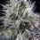 Orbital Banana F1 - Royal Queen Seeds
