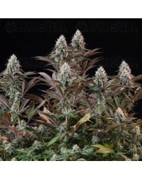 Orbital Banana F1 - Royal Queen Seeds