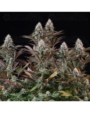 Orbital Banana F1 - Royal Queen Seeds