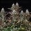 Orbital Banana F1 - Royal Queen Seeds