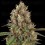 Royal THCV - Royal Queen Seeds
