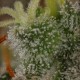 Royal THCV - Royal Queen Seeds