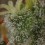 Royal THCV - Royal Queen Seeds