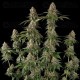 Royal THCV - Royal Queen Seeds