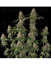 Royal THCV - Royal Queen Seeds