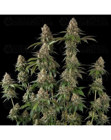 Royal THCV - Royal Queen Seeds