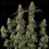 Royal THCV - Royal Queen Seeds