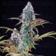 Punch Pie - Tyson 2.0 x Royal Queen Seeds