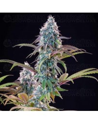 Punch Pie - Tyson 2.0 x Royal Queen Seeds