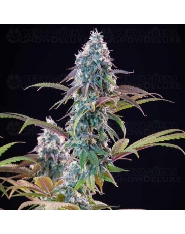 Punch Pie - Tyson 2.0 x Royal Queen Seeds
